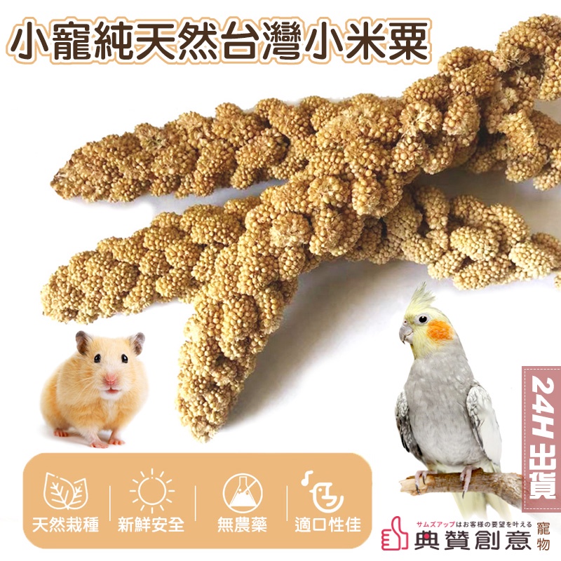 小寵純天然台灣小米粟 黃米穗 栗米穗 小米穗 鸚鵡鳥倉鼠飼料 鸚鵡零嘴 鳥零食 鳥食物 鸚鵡食品 寵物用品 典贊創意