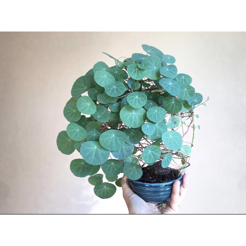 拈花微笑 紅藤山烏龜 2 4cm 多肉植物 塊根植物 觀葉植物 仙人掌 蝦皮購物