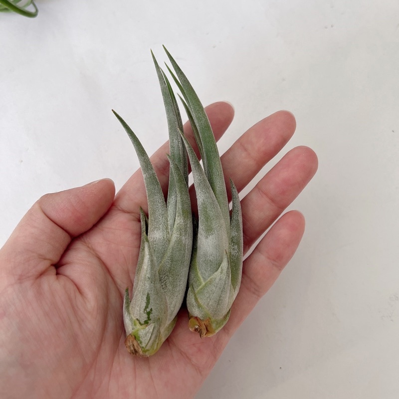 空氣鳳梨 — 象牙玉墜Tillandsia circinnatoides