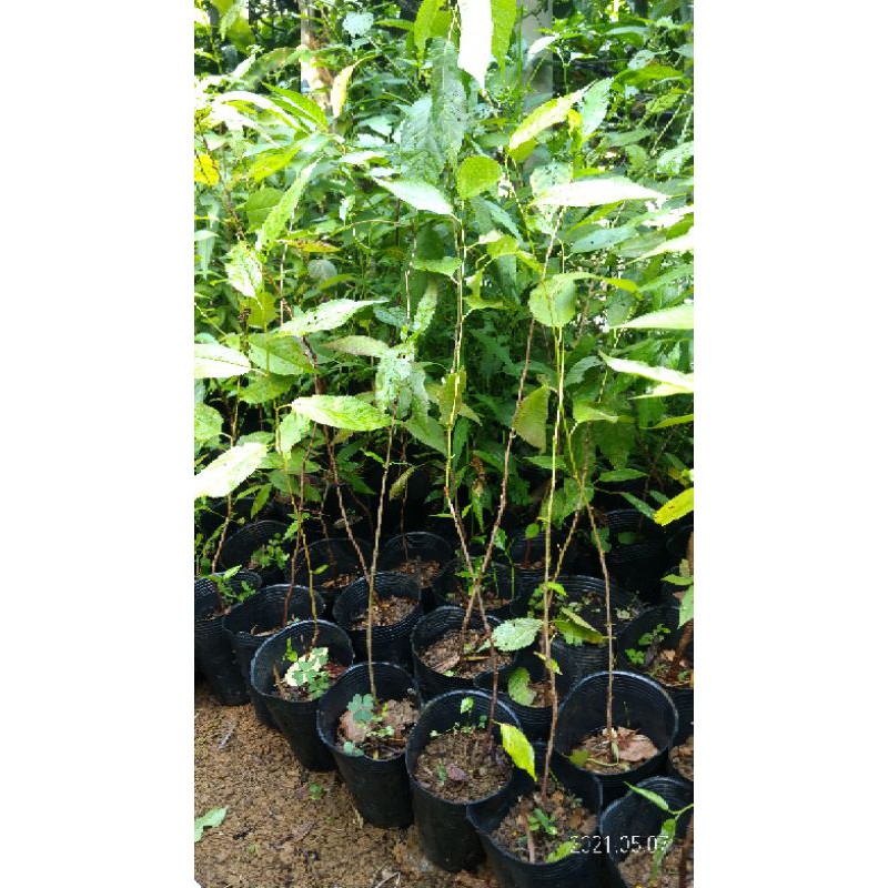 中和 秀山農場 櫻花原生苗 花 101 2 蝦皮購物