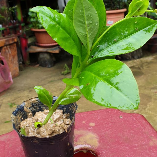 川七苗 香草藥植物 3吋盆 高10 公分 好種 易養 日月農場 蝦皮購物