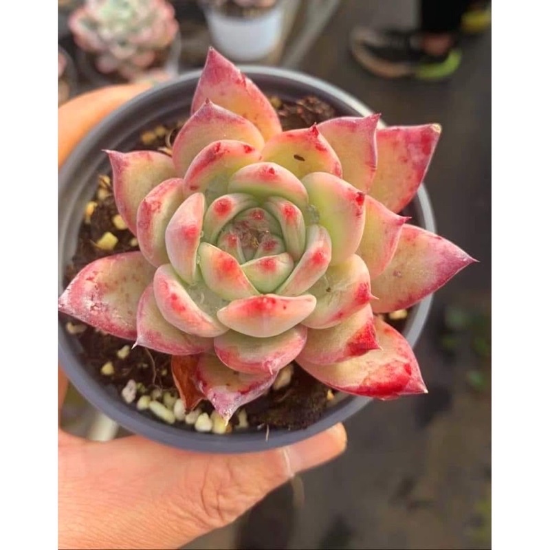 拉糖 葉子一片 多肉植物 多肉 韓國 韓肉