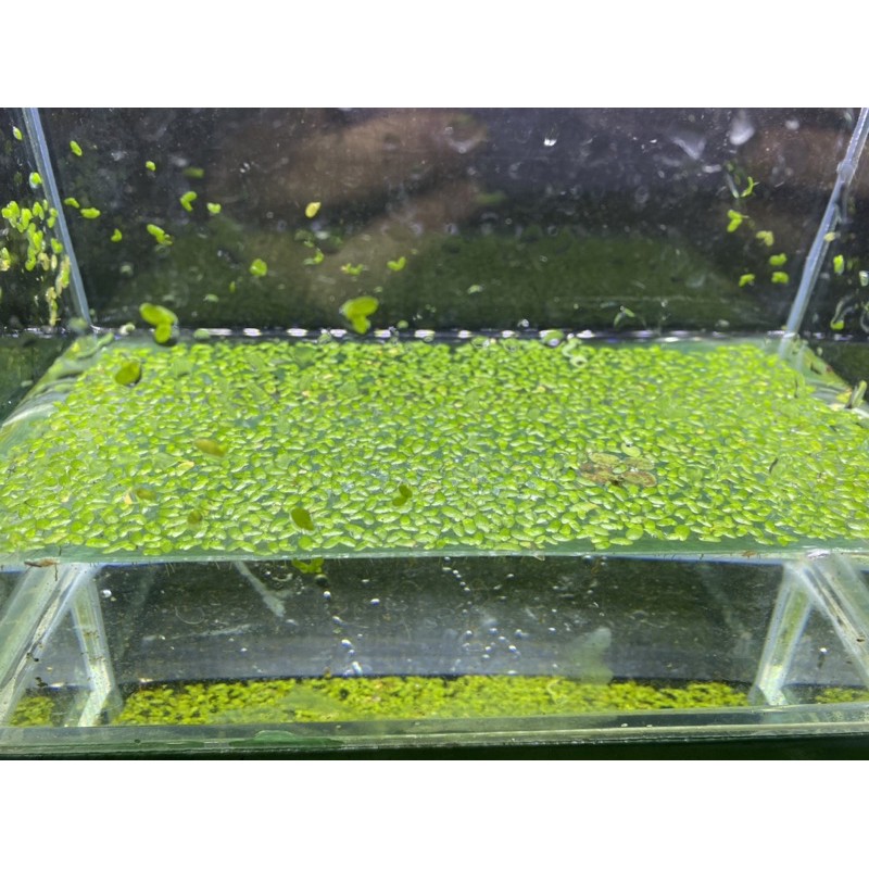 浮萍 水生植物 漂浮植物 水草 水族 孔雀魚 鬥魚 蝦皮購物