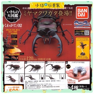 小仔的玩具窩★扭蛋「現貨」BANDAI 生物大圖鑑 鍬形蟲 P2 第二彈 造型轉蛋 環保扭蛋 自然生態 甲蟲 生態系統