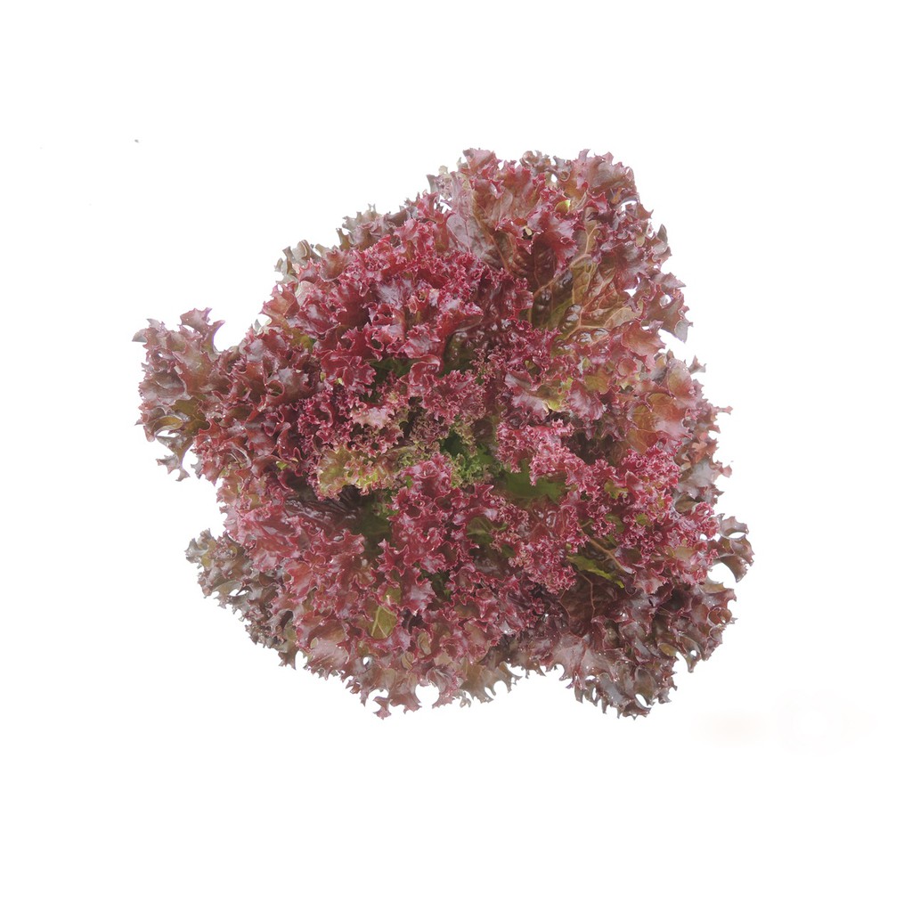 【蔬菜種子S184】紅捲鬚萵苣~ 皺葉萵苣，葉色呈紫紅色，色澤佳。 葉皺切刻狀，口感好。