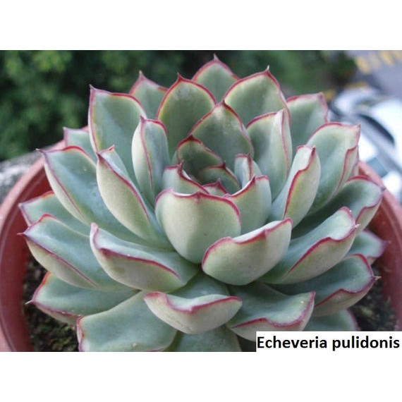 開心農元 種子 多肉植物種子花月夜echeveria Pulidonis 蝦皮購物