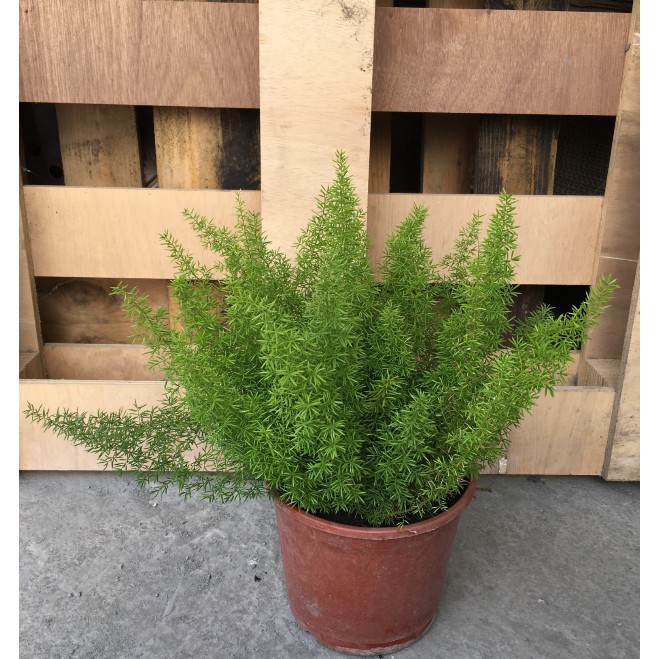 花囍園 綠化觀賞植物 狐尾武竹 別名狐狸尾 四季青翠優雅 5 6吋高約 30cm 特價125 蝦皮購物