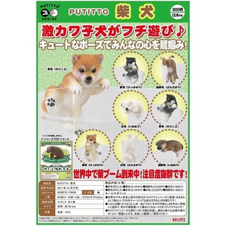 奇譚 PUTITTO 扭蛋 轉蛋 KITAN 柴犬 杯緣 杯緣裝飾 全8種 整套販售