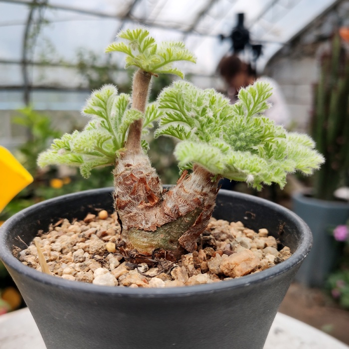 羽葉洋葵塊根種子秋冬型毛毛葉 Bj多肉植物 Pelargonium Appendiculatum 蝦皮購物