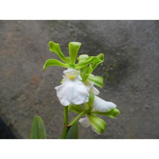 大眾蘭園 樹蘭 Encyclia cordigera var. alba