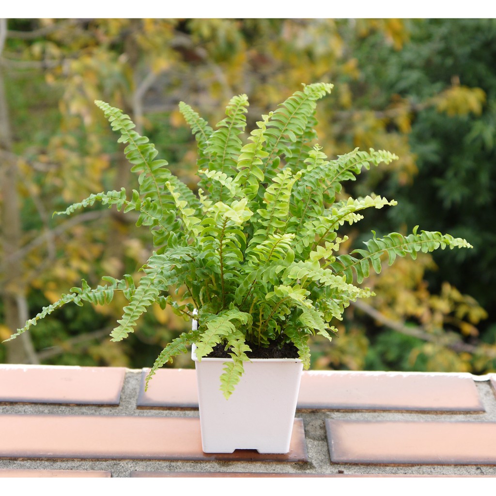 波士頓腎蕨 (3寸) (室內清淨空氣盆栽) 室內植物 觀葉植物【花樣渼栽盆栽生活館🌿】
