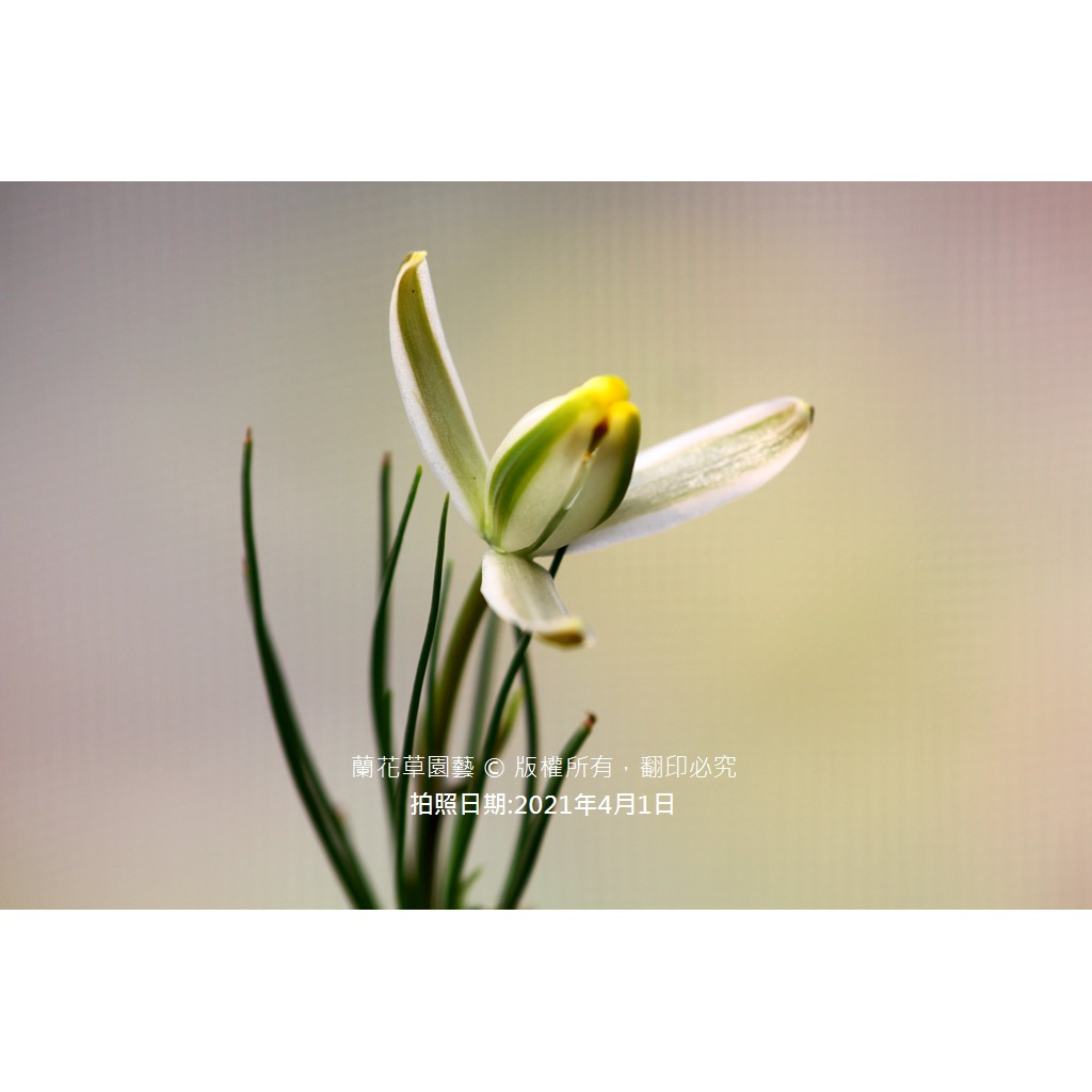 1吋迷你盆 哨兵花 多肉植物 香花 蝦皮購物