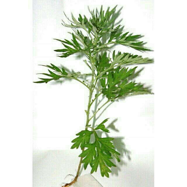 【艾草苗】一棵7元~很好種的多用途植物~避邪驅蟲~扦插枝條***裸根不帶土 ，長15公分