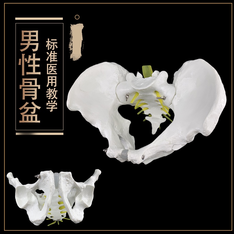 “模型現貨”人體自然大骨盆模型 1:1自然大盆骨模型骨盆男性骨盆模型骨骼模型.K8