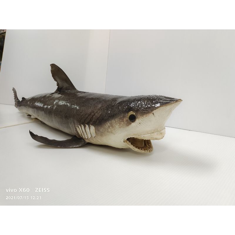 白眼鮫鯊魚標本(公)