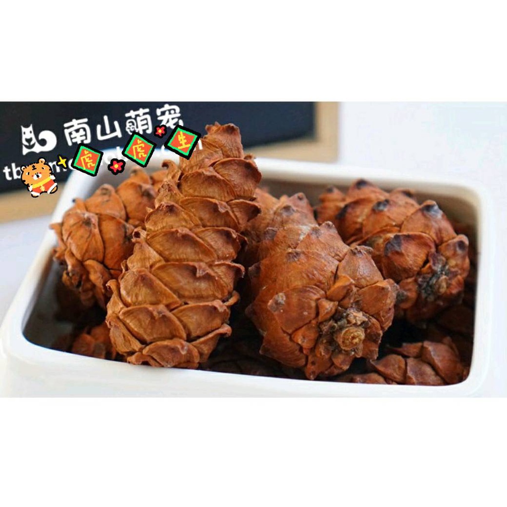 <五寶松鼠堅果雜貨舖>馬尾松塔堰松塔*松鼠飛鼠大赤鼯鼠鸚鵡零食*