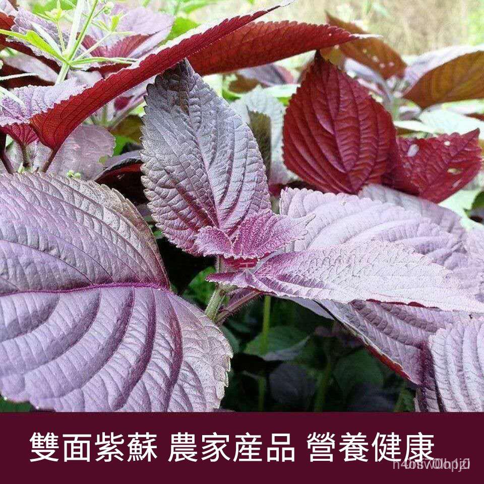 紫蘇種子種籽盆栽蘇子紫蘇四季種植菜蔬菜蘇子葉 蝦皮購物