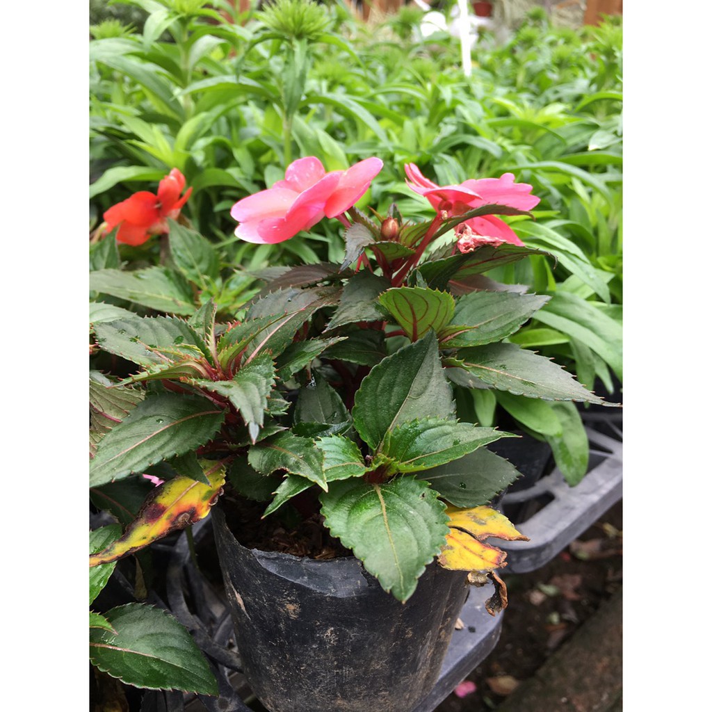 一禪種苗園 花朵宛如飛鳳 太陽鳳仙花苗 季節花卉 3吋盆 蝦皮購物