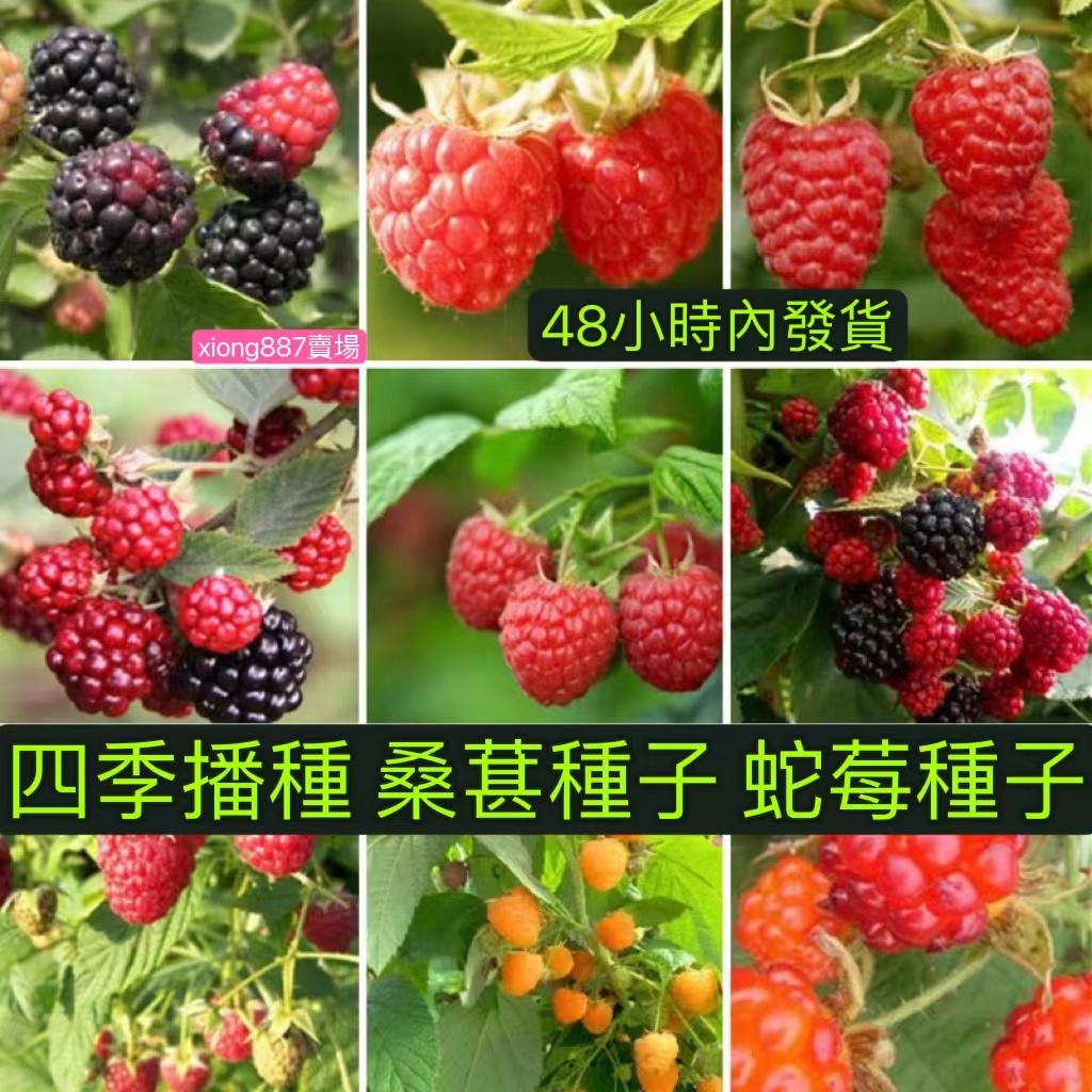 台中 超高發芽率 樹莓種籽桑葚種子盆覆子種子蛇莓種子新採摘小草莓種子盆栽陽台庭院花園種植四季播種四季可種
