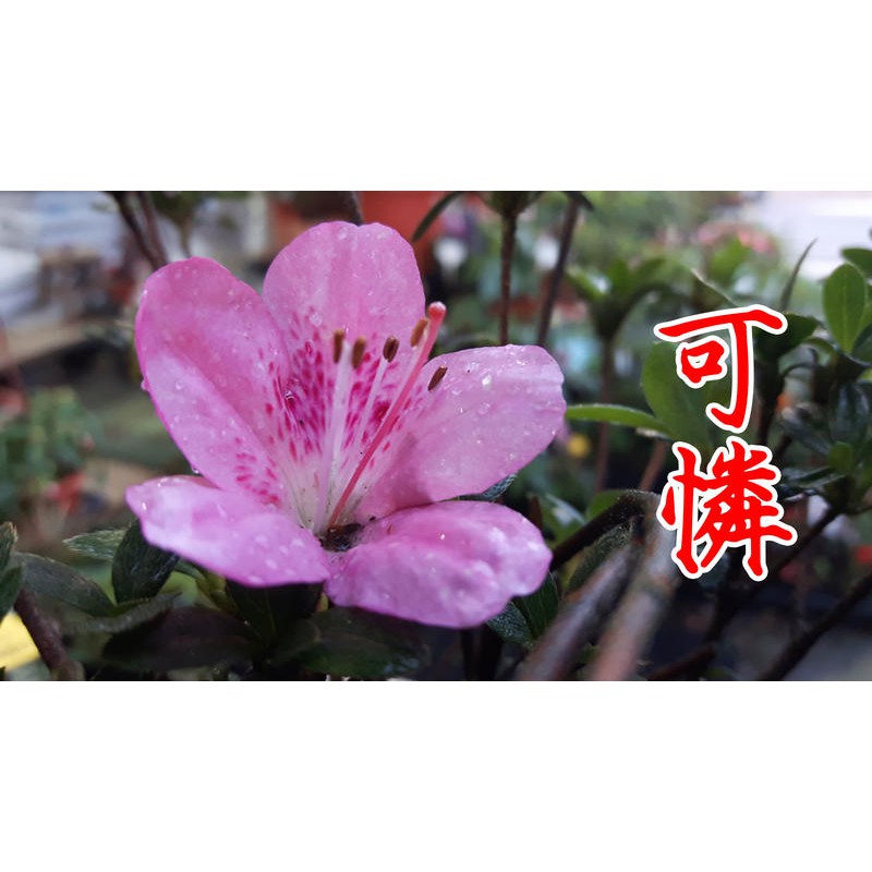 皋月杜鵑 可憐 新中港花卉 日本杜鵑 五月花 蝦皮購物