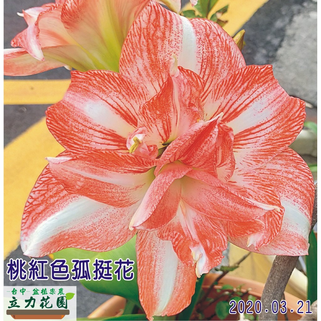 桃紅色重瓣孤挺花球莖/球根.喇叭花球根.並蒂蓮球莖.孤挺花球莖 台中 立力花園-盆植樂農