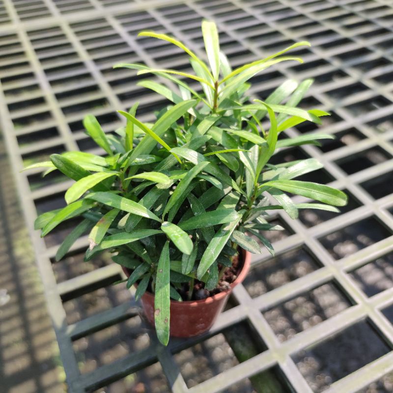 羅漢松盆栽 3吋盆 綠化植物
