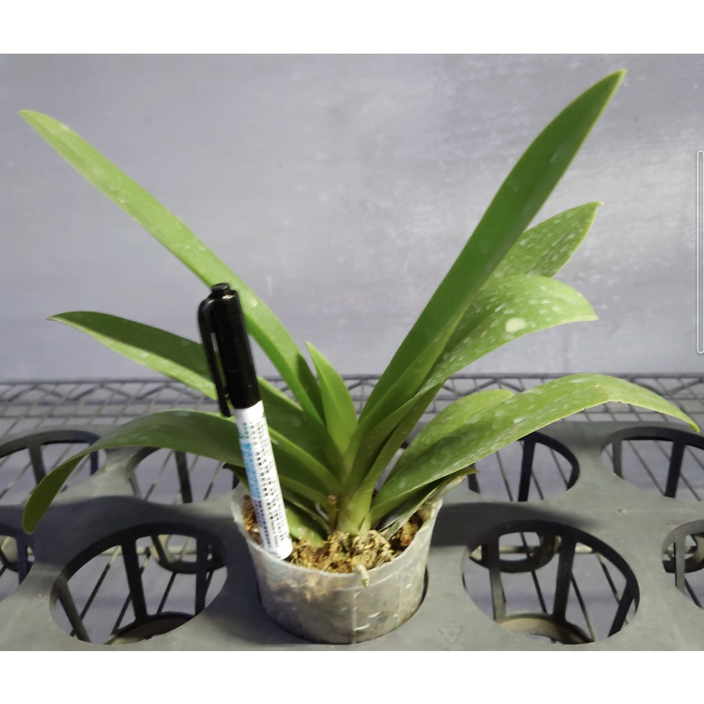 紫氏部 限量成熟開花株 花梗剛剪 蝦皮購物