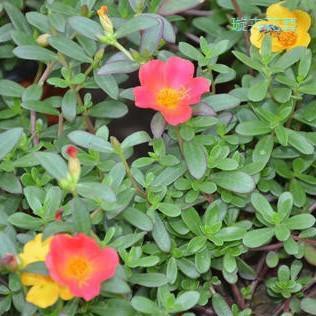 禾藝馬齒莧種子野菜馬齒莧種籽蔬菜長壽菜庭院陽台種植馬齒莧籽 蝦皮購物