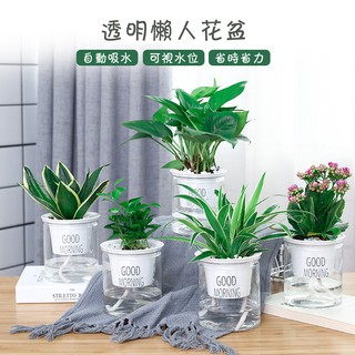 透明懶人花盆的價格推薦 21年3月 比價撿便宜