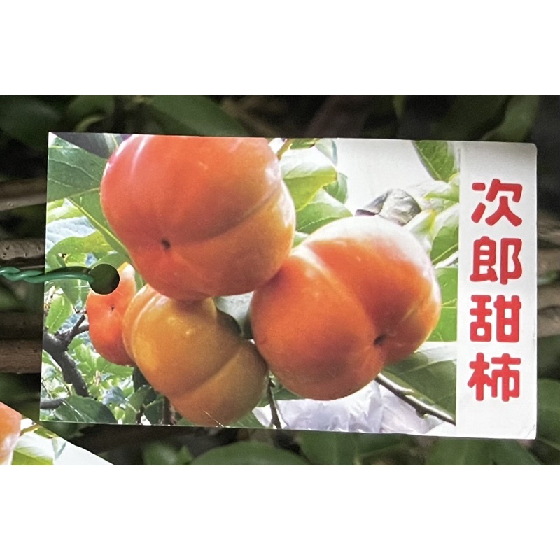 柿子：次郎甜柿/蜜柿/嫁接苗/水果苗/永吉種苗園