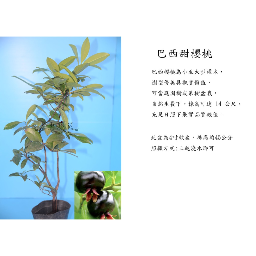 心栽花坊-巴西甜櫻桃/4吋/水果苗/櫻桃品種/平地會生/售價150特價120