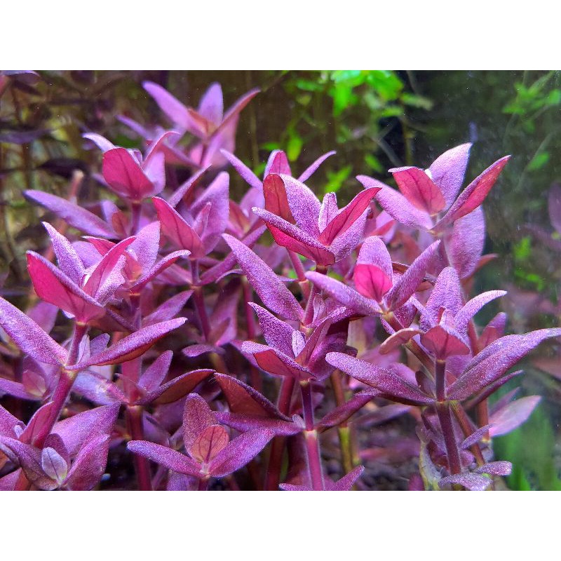 紫豔虎耳虎耳營養紅中景草紅色水草元 株 3株50元 請在50元專區下單 蝦皮購物