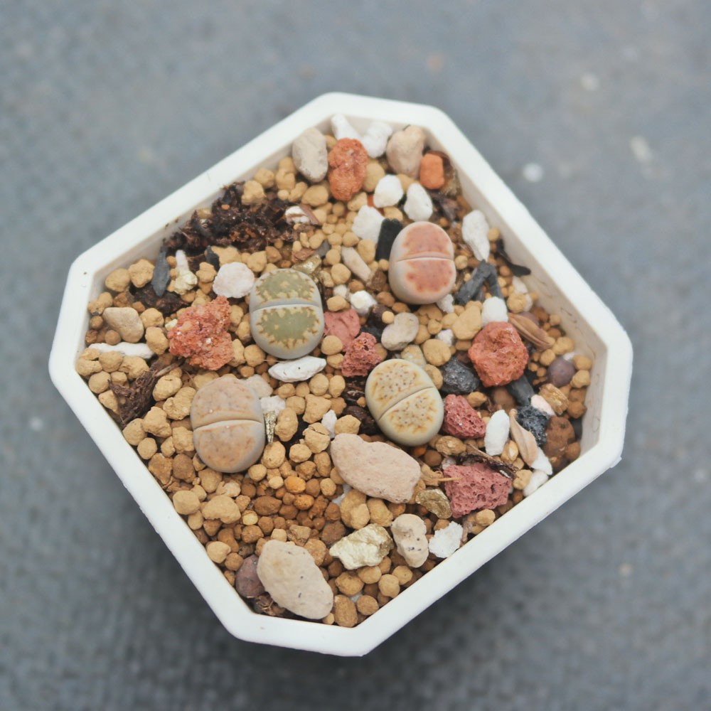 石頭玉植物購物比價 22年2月 Findprice 價格網