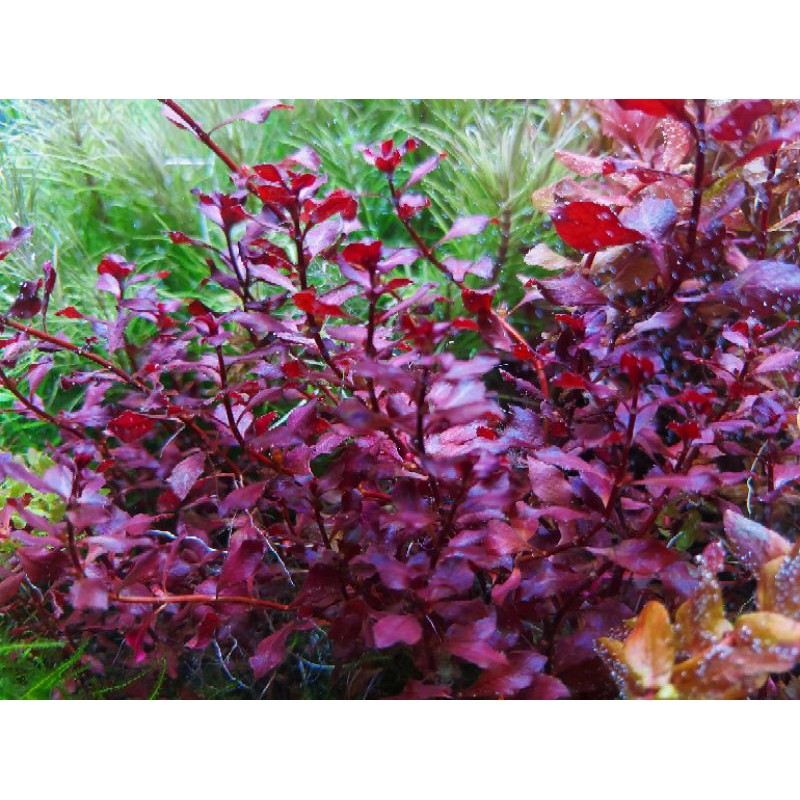 彩菁水族 水草玫瑰葉底紅 蝦皮購物