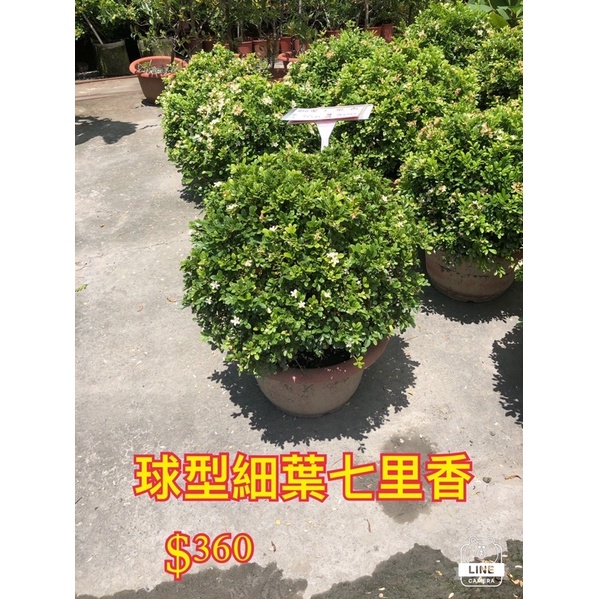 霏霏園藝球型細葉七里香 $360 7吋盆