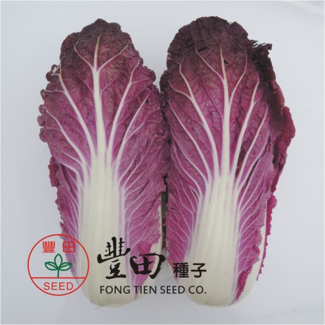 【野菜部屋~】G13 紅色結球白菜種子6粒 , 花青素含量高 , 每包16元~