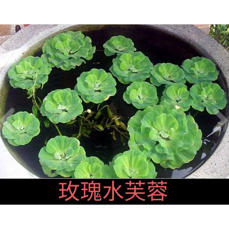 新潮小舖 現貨玫瑰水芙蓉圓心萍浮萍大萍水芙蓉水草水上植物戶外缸魚缸淨化水質小魚躲藏遮陽 蝦皮購物
