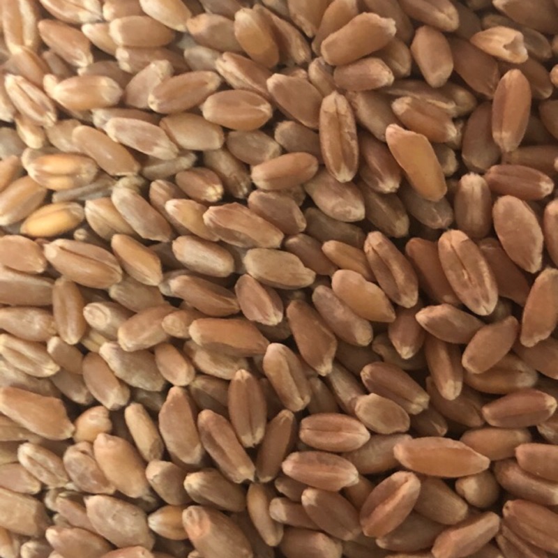 紅小麥 600克 美國 貓草 小麥草 麥芽