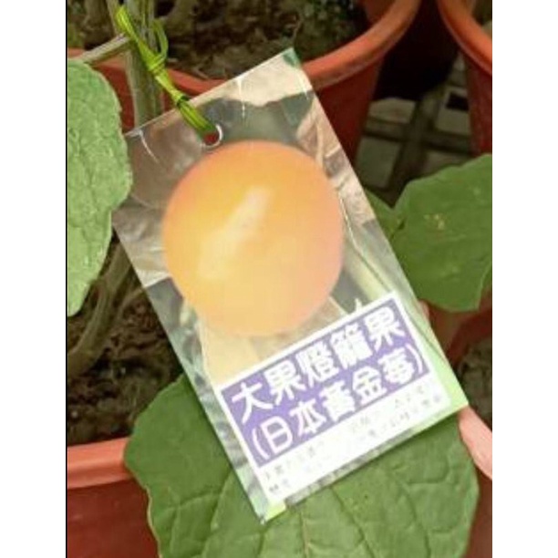 卉迎園藝 大果燈籠果（日本黃金莓） 水果樹苗/新興果樹