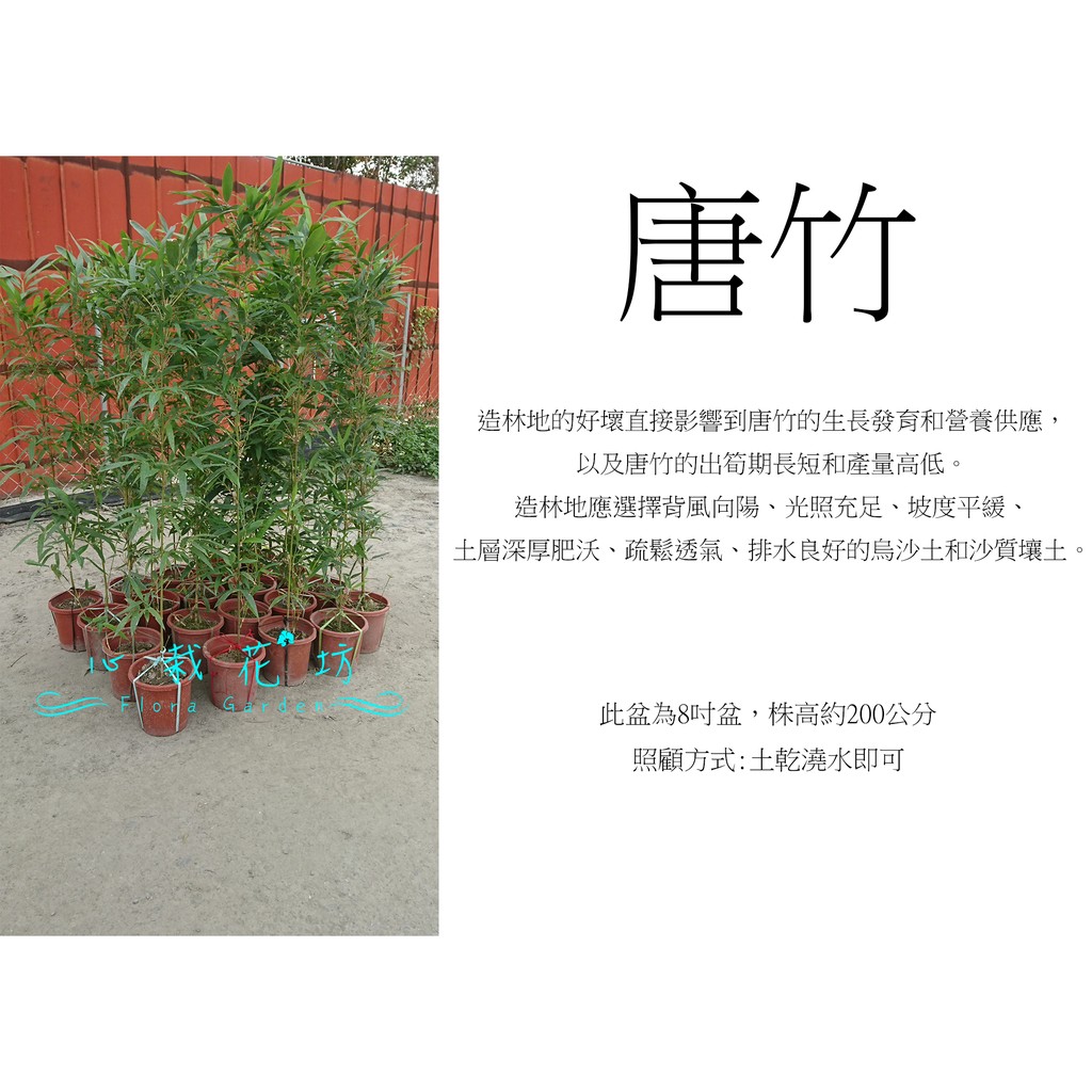 心栽花坊-唐竹/8吋盆/不含盆高150~200/綠化植物/綠籬植物/竹子售價280特價250