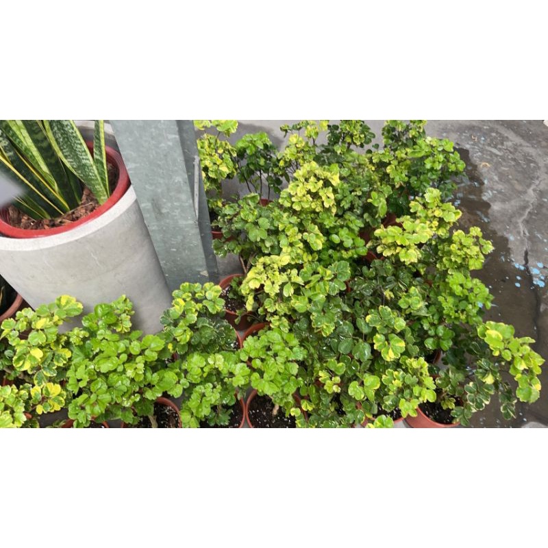 🎄綠世界🎄觀葉植物🎄黃金福祿桐🎄5/6吋盆🎄