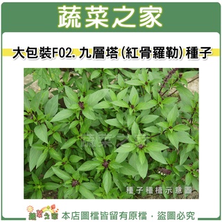 【蔬菜之家滿額免運】00F02.大包裝.九層塔 (紅骨羅勒)種子15克 種植 園藝 蔬菜 種子 羅勒