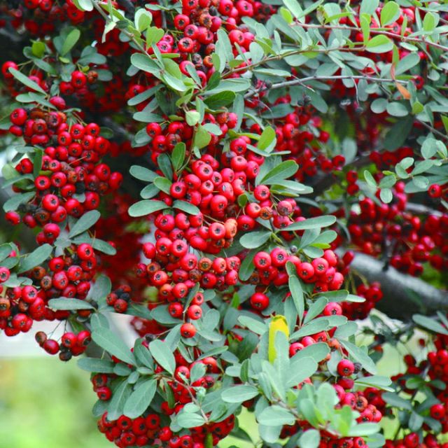 無刺狀元紅 4吋盆 日月農場 蝦皮購物