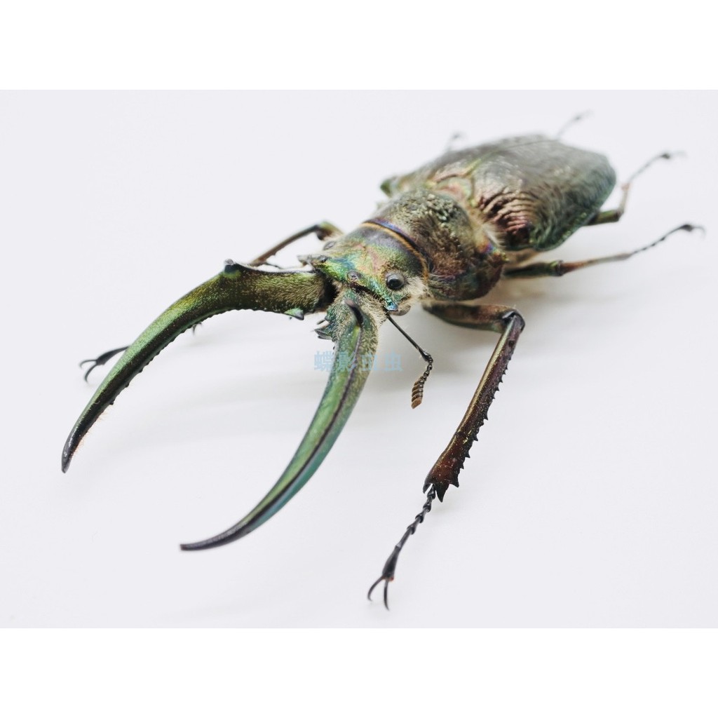 免運蝴蝶標本昆蟲標本標本秘魯巨牙四眼鍬甲sphaenognathus Giganteus原蟲標本046 蝦皮購物