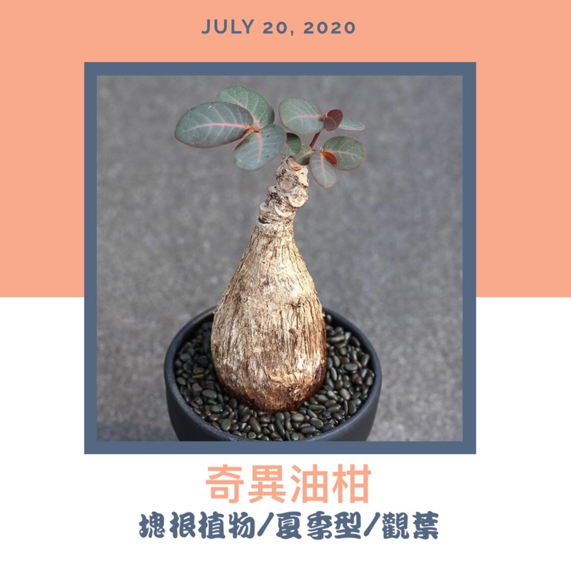奇異油柑塊根觀葉植物 蝦皮購物