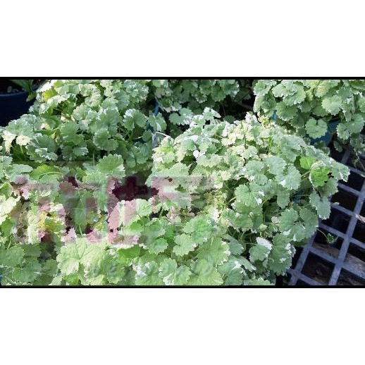 金錢世界 Ptt Dcard討論與高評價網拍商品 2021年11月 飛比價格