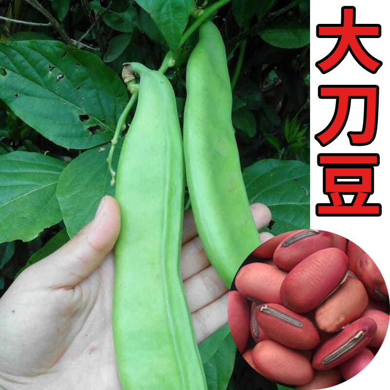刀豆種子的價格推薦 21年6月 比價比個夠biggo