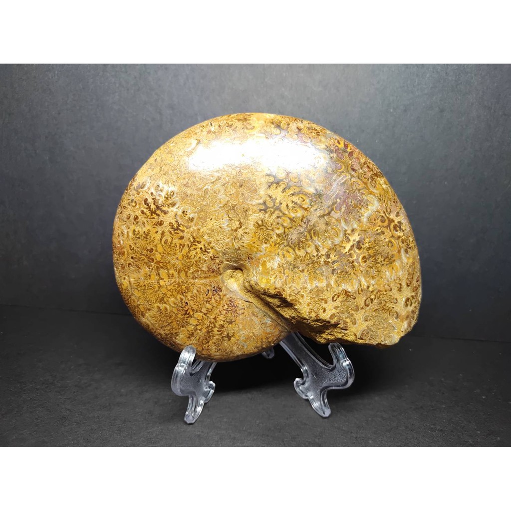 【實物實拍】【現貨】【露蝦】馬達加斯加 溝葉菊石化石 (136mm, 可量到137mm的) 活化石 收藏 恐龍 三葉蟲