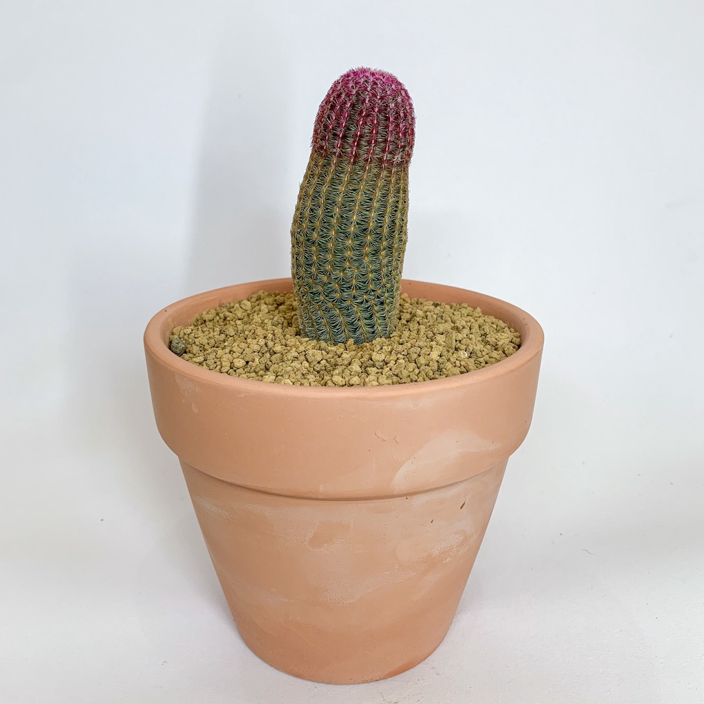 紫太陽的價格推薦 22年11月 比價比個夠biggo