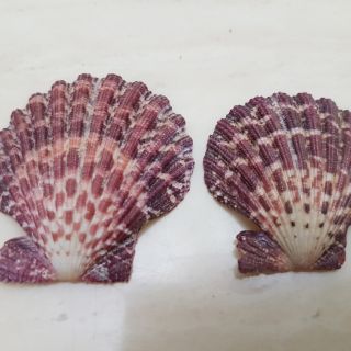 扇貝4cm$10, 4.5cm$12, 5cm$15, 5.5cm$18, 6cm$20